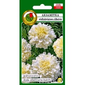 Aksamitka niska wielkokwiatowa ALBATROS (biała) (Tagetes erecta nana) - 0,5 g