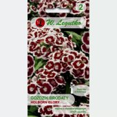 Goździk brodaty HOLBORN GLORY (Dianthus barbatus) - 0,5 g 