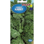 Jarmuż KADET (Brassica oleracea convar. acephala var. sabellica) - 2 g