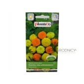 Aksamitka niska wielkokwiatowa mieszanka (Tagetes erecta nana) - 1 g