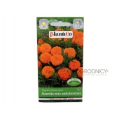 Aksamitka niska wielkokwiatowa pomarańczowa (Tagetes erecta nana) - 1 g 