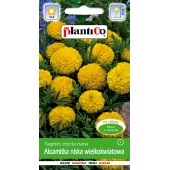 Aksamitka niska wielkokwiatowa żółta (Tagetes erecta nana) - 1 g 