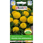 Aksamitka niska wielkokwiatowa żółta (Tagetes erecta nana) - 1 g 