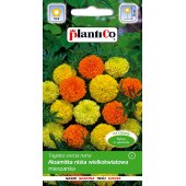 Aksamitka niska wielkokwiatowa mieszanka (Tagetes erecta nana) - 1 g