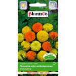Aksamitka niska wielkokwiatowa mieszanka (Tagetes erecta nana) - 1 g
