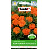 Aksamitka niska wielkokwiatowa pomarańczowa (Tagetes erecta nana) - 1 g 