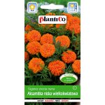 Aksamitka niska wielkokwiatowa pomarańczowa (Tagetes erecta nana) - 1 g 