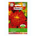 Aksamitka rozpierzchła CARMEN (Tagetes patula nana) - 1 g