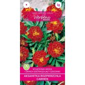 Aksamitka rozpierzchła CARMEN (Tagetes patula nana) - 1 g