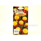 Aksamitka rozpierzchła ORANGE FLAME (Tagetes patula nana) - 1 g