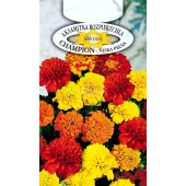 Aksamitka rozpierzchła niska pełna CHAMPION mieszanka (Tagetes patula nana) - 0,3 g
