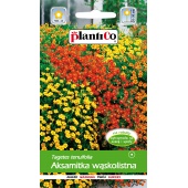 Aksamitka wąskolistna mieszanka (Tagetes tenuifolia) - 0,5 g