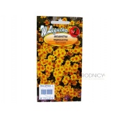 Aksamitka wąskolistna złotożółta (Tagetes tenuifolia) - 0,3 g