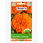 Aksamitka wysoka pomarańczowa TITANIA (Tagetes erecta) - 1 g 