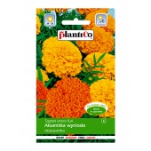Aksamitka wyniosła mieszanka (Tagetes erecta) - 1 g