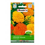 Aksamitka wyniosła mieszanka (Tagetes erecta) - 1 g