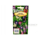 Asarina (Asarina scandens) - 0,03 g