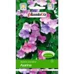 Asarina (Asarina scandens) - 0,01 g