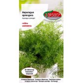 Asparagus sprengera (Asparagus sprengeri) - 10 ziaren