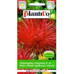 Aster chiński igiełkowy wysoki czerwony (Callistephus chinensis) - 1 g