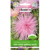 Aster chiński igiełkowy wysoki różowy (Callistephus chinensis) - 1 g