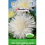 Aster chiński igiełkowy wysoki biały (Callistephus chinensis) - 1 g 