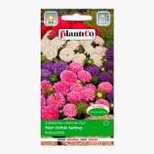 Aster chiński karłowy mieszanka (Callistephus chinensis) - 1 g