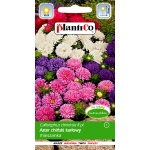 Aster chiński karłowy mieszanka (Callistephus chinensis) - 1 g