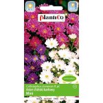 Aster chiński karłowy MINI mieszanka (Callistephus chinensis)  - 1 g