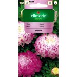 Aster chiński peoniowy wysoki biało-różowy ANIELKA (Callistephus chinensis) - 0,5 g