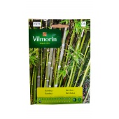 Bambus mrozoodporny (Phyllostachys) - 1 g