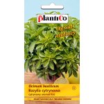 Bazylia cytrynowa (Ocimum basilicum) - 0,5 g