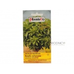 Bazylia cytrynowa (Ocimum basilicum) - 0,5 g