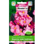 Begonia stale kwitnąca czerwonolistna CARMEN NANA (czerwona) (Begonia semperflorens) - 0,1 g