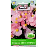 Begonia stale kwitnąca DOROTA (różowa) (Begonia semperflorens) - 0,1 g