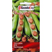 Bób KARMAZYN (Vicia faba) - 30 g 