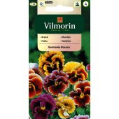 Bratek GERMANIA ROCOCO (Viola wittrockiana) - 400 mg