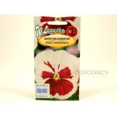 Bratek wielkokwiatowy biało-różowy (Viola x wittrockiana) - 0,3 g