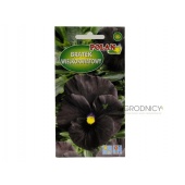 Bratek wielkokwiatowy czarny (Viola x wittrockiana) - 0,4 g