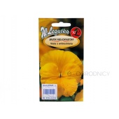 Bratek wielkokwiatowy GOLDGELB żółty (Viola x wittrockiana) - 0,5 g
