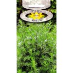 Bylica piołun (Artemisia absinthium) - 0,2 g