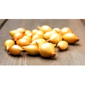 Cebula dymka zimująca SENSHYU YELLOW II - 500 g