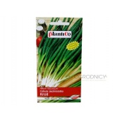 Cebula siedmiolatka KROLL (Allium fistulosum) - 2 g