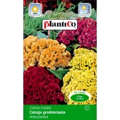 Celozja grzebieniasta (Celosia argentea cristata) - 0,3 g 