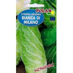 Cykoria liściowa BIANCA DI MILANO (Cichorium intybus) - 2 g