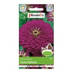 Cynia daliowa PURPLE PRINCE (fioletowa) (Zinnia elegans) - 1 g