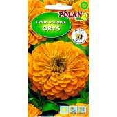 Cynia daliowa ORYS (pomarańczowa) - 1 g
