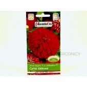 Cynia wytworna daliowa BURGUND (bordowa)  (Zinnia elegans dahliaeflora) - 1 g