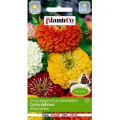 Cynia wytworna daliowa (mieszanka) (Zinnia elegans dahliaeflora) - 1 g
