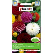 Dalia pomponowa (Dahlia pinnata) - 1 g